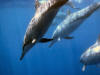 Hawaii Spinner Dolphins at Honaunau