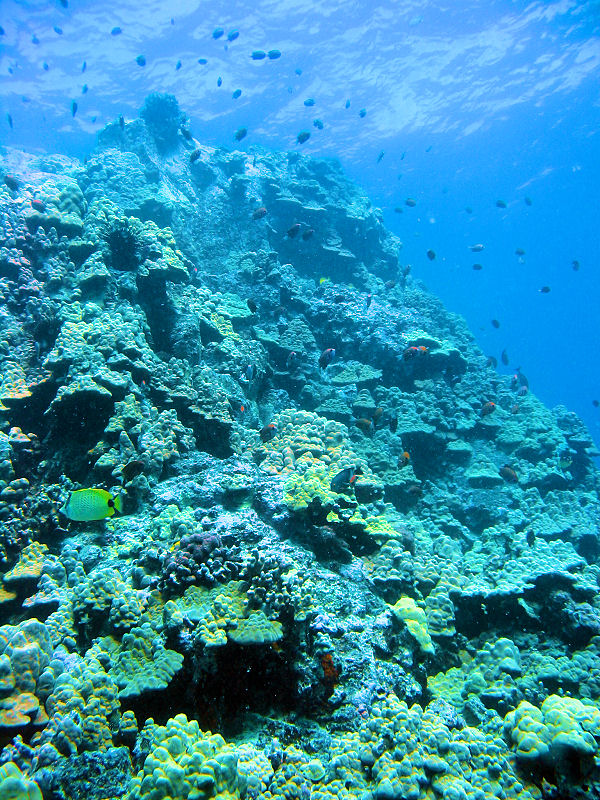 Snorkeling at Pawai Bay