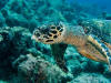 Hula Kai Snorkeling Kona Hawaii