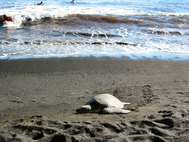 Hawaiian Sea Turtles, Punalu'u Beach