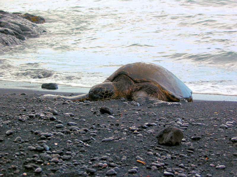 Green sea turtle at Punaluu
