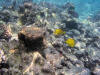 Colorful coral reef at Kahaluu