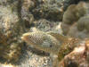 Moray Eel at Kahaluu Beach