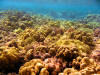 Coral Reef at Kahaluu