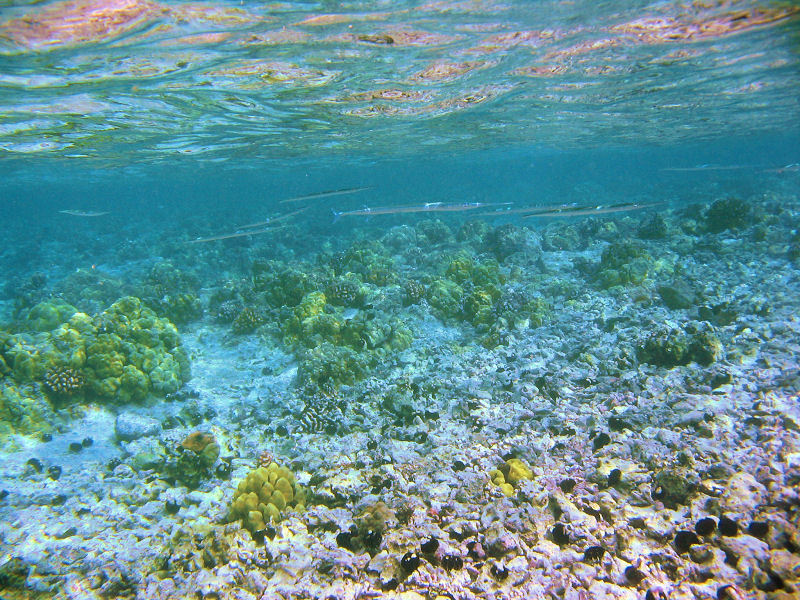Reef and fish at Kahaluu