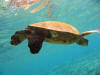 Green Sea Turtle at Kahaluu