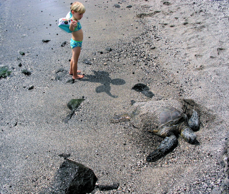 Turtle at Kahaluu Beach Park