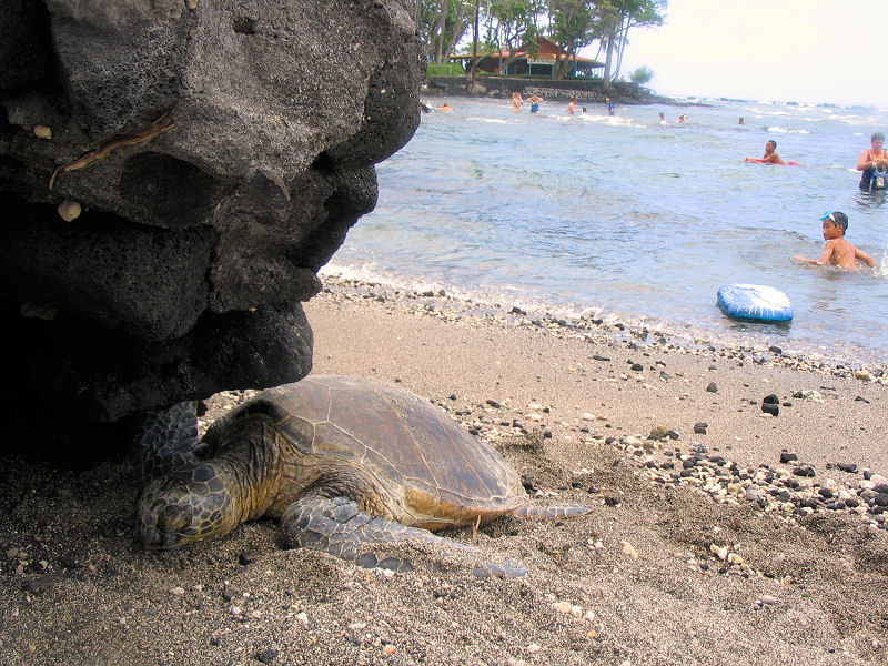 Kahaluu Beach - Kids and Turtle