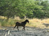 Wild goats at Kiholo Bay