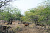 Wild Goat near Kiholo Bay