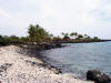 Turtle at Honaunau