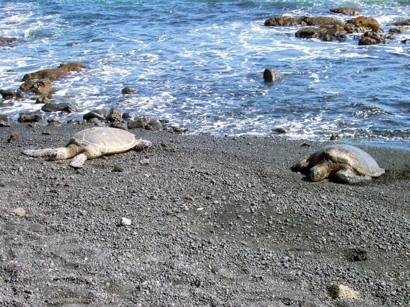 Sea Turtles on the Black Sand Beach