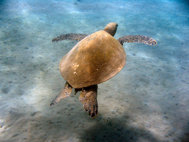 Sea Turtle at Spencer Beach