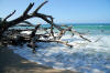 Turtle at Honaunau