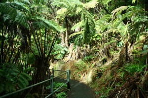 Hawaii Volcanoes National Park - Thurston Lava Tube