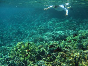 Snorkeling at Captain Cook, Kona