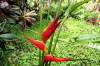 Heliconia Plant at the Botanical Garden