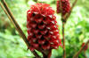 Plant at the Botanical Garden