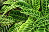 African Mask plant at Hawaii Botanical Garden