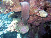 Moray Eel at Capt Cook