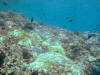 Vibrant reef at Kealakekua Bay