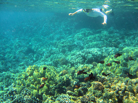 Snorkeling at Captain Cook, Kealakekua Bay