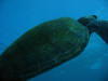 Hawaiian Sea Turtle Rising to the Surface