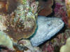 Moray Eel Hiding Behind Coral