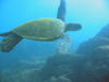 Hawaiian Sea Turtle at Richardson's Beach