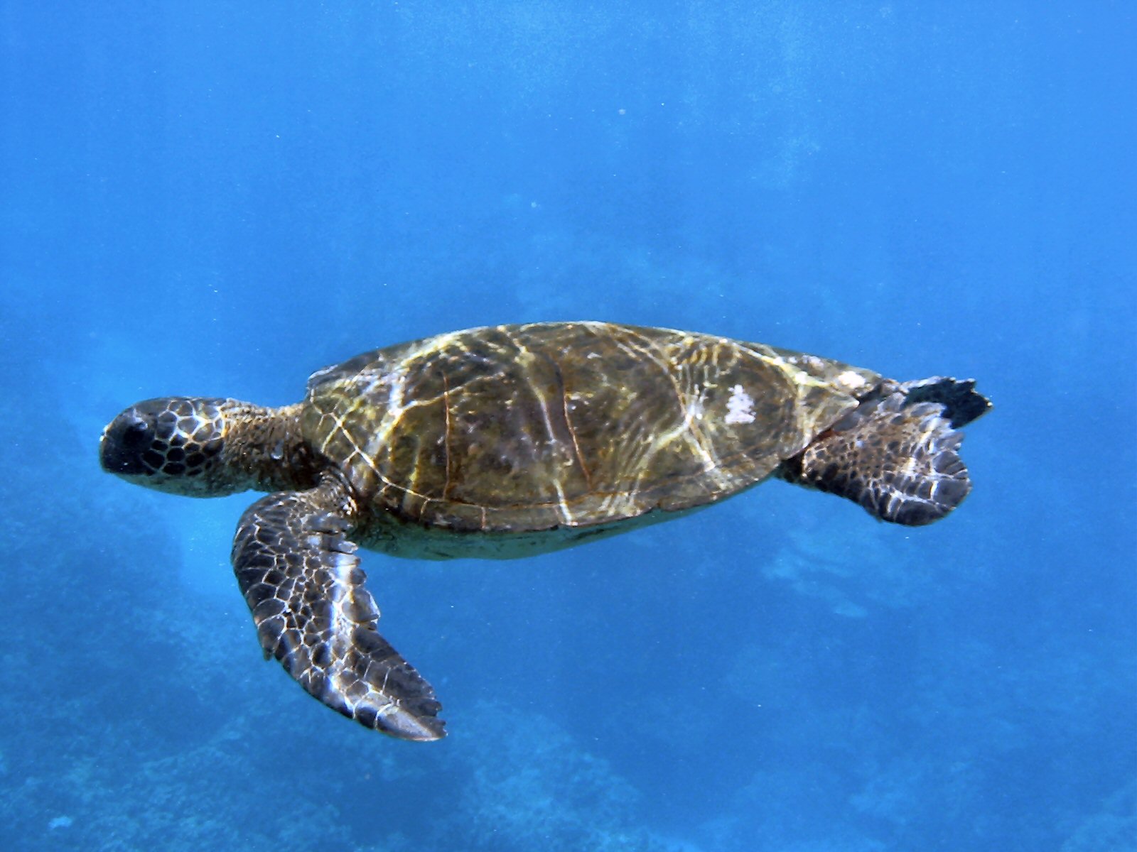 Sea Turtle at Honaunau, Place of Refuge