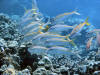 Goat fish above coral reef at Capt Cook