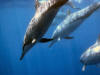 Hawaiian Spinner Dolphins swimming at Honaunau