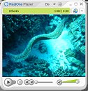 Eel Swimming Video