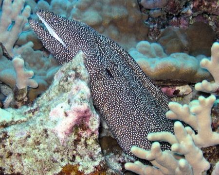 White Mouth Moray Eel - Kona Hawaii