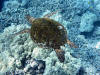 Sea Turtle at Honaunau