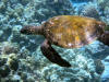 Sea turtle at Honaunau