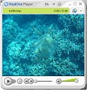 Sea Turtle at Captain Cook Video