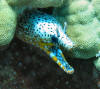 Dragon Moray Eel at Eel Cove