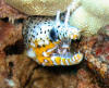 Dragon Moray Eel