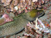 Yellow Margin Moray Eel