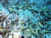 Coral reef and fish at Garden Eels Cove