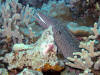 Whitemouth Moray seen at Garden Eels Cove