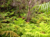 Kilauea Iki Trail, Volcanoes National Park, Hawaii