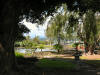 Banyan Trees at Qeen Liliuokalani Gardens, Hilo
