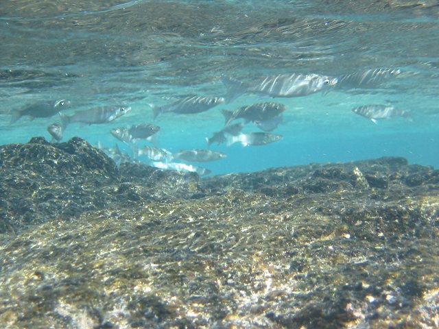 Fish Dominate the Shallow Waters