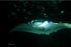 Manta Ray Swoops through Plankton