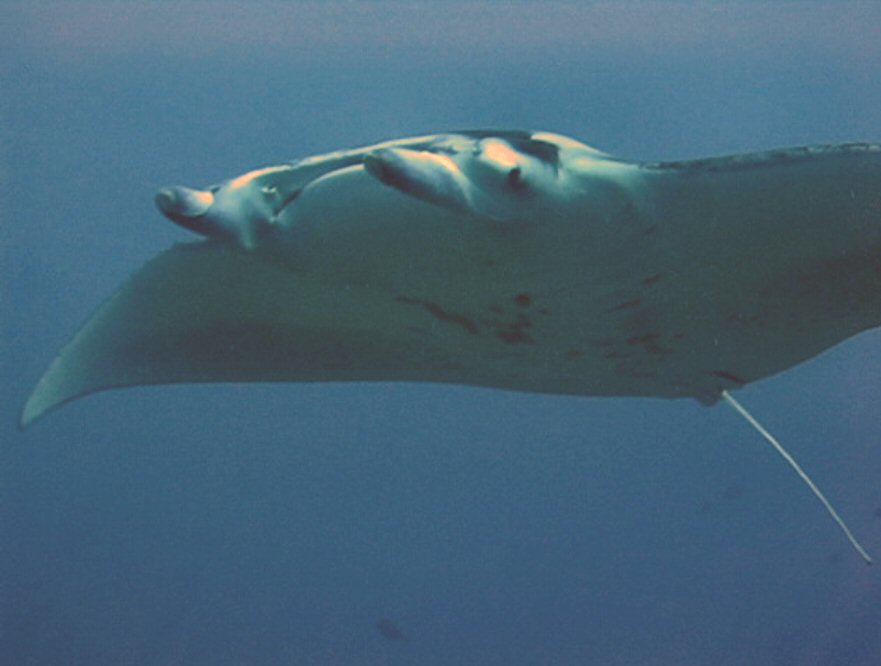 Manta Ray in the Late Afternoon