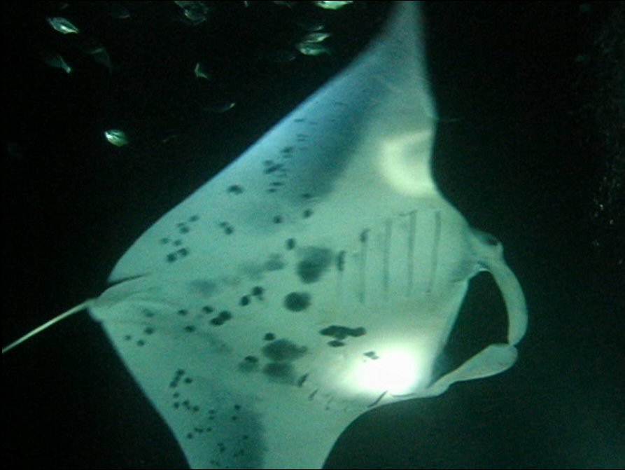 Manta Ray Night Dive, Kona Hawaii