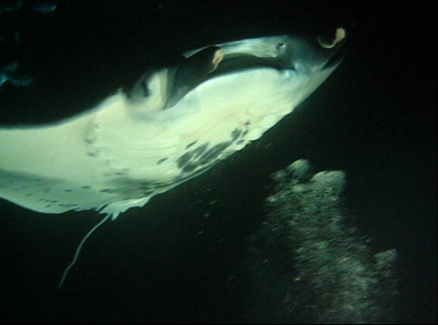 Manta Ray Swimming at Night