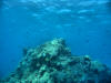 Hawaii Spinner Dolphins at Honaunau